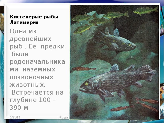 Кистеперые рыбы Латимерия Одна из древнейших рыб . Ее предки были родоначальниками наземных позвоночных животных.  Встречается на глубине 100 – 390 м 2/11/19 http://aida.ucoz.ru  