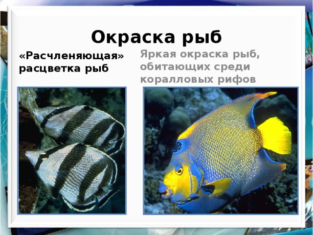 Окраска рыб Яркая окраска рыб, обитающих среди коралловых рифов «Расчленяющая» расцветка рыб 