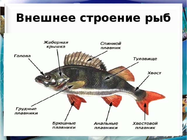 Внешнее строение рыб 
