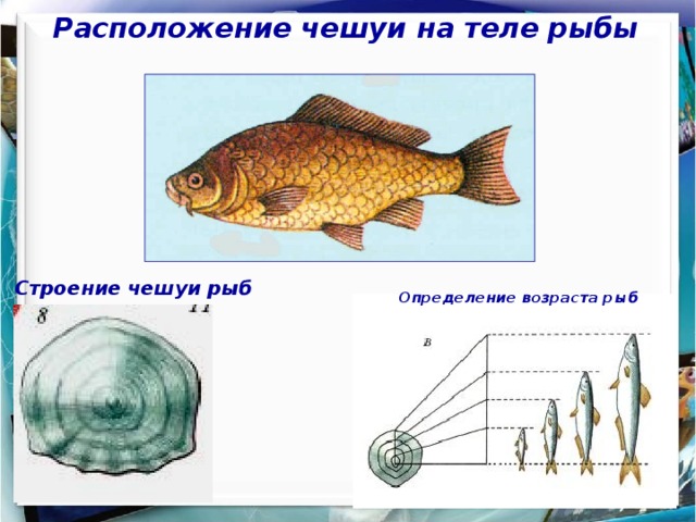 Направление течения рыбы определяют. Строение чешуи рыбы. Расположение чешуи у рыб. Строение чешуйки рыбы. Определить Возраст рыбы.