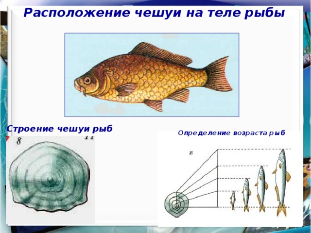 Направление течения рыбы определяют