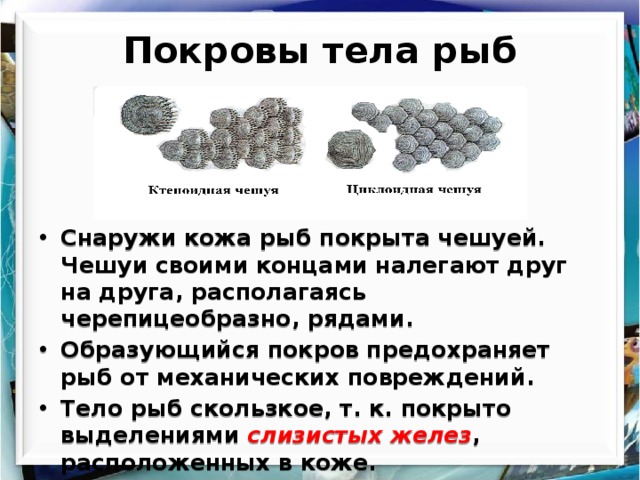 Покровы тела рыб Снаружи кожа рыб покрыта чешуей. Чешуи своими концами налегают друг на друга, располагаясь черепицеобразно, рядами. Образующийся покров предохраняет рыб от механических повреждений. Тело рыб скользкое, т. к. покрыто выделениями слизистых желез , расположенных в коже. 