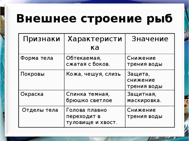 Внешнее строение рыб Признаки Характеристика Форма тела Покровы Значение Обтекаемая, сжатая с боков. Кожа, чешуя, слизь Снижение трения воды Окраска Защита, снижение трения воды Спинка темная, брюшко светлое  Отделы тела Голова плавно переходит в туловище и хвост. Защитная, маскировка. Снижение трения воды 