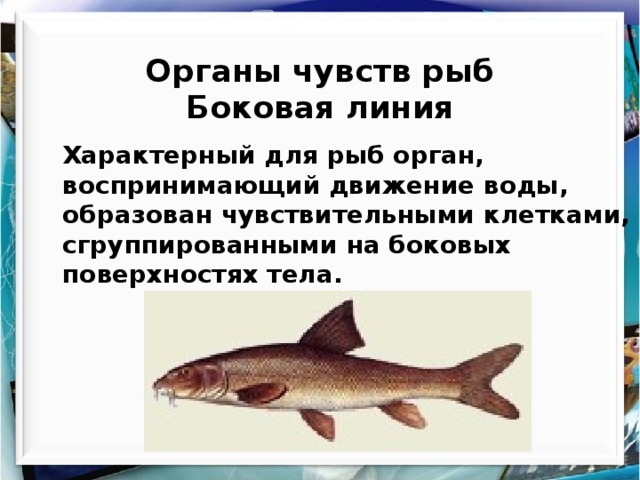 Органы чувств рыб  Боковая линия  Характерный для рыб орган, воспринимающий движение воды, образован чувствительными клетками, сгруппированными на боковых поверхностях тела. 