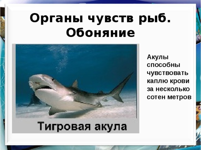 Органы чувств рыб. Обоняние Акулы способны чувствовать каплю крови за несколько сотен метров 