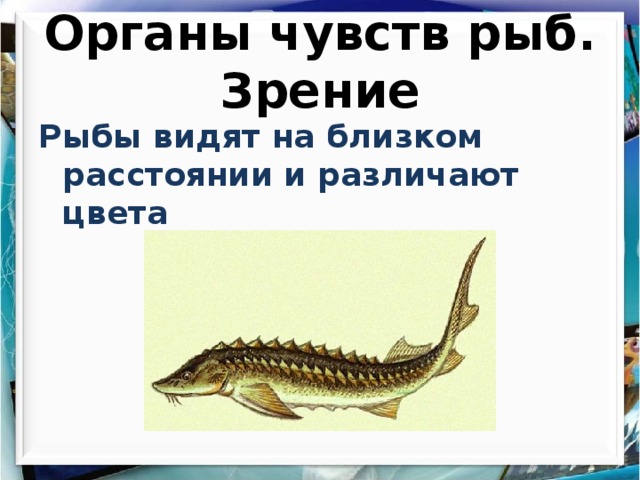 Органы чувств рыб. Зрение Рыбы видят на близком расстоянии и различают цвета 