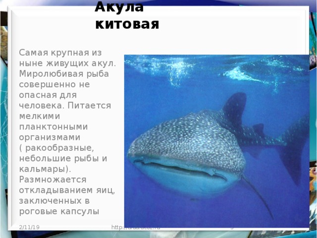 Акула китовая   Самая крупная из ныне живущих акул. Миролюбивая рыба совершенно не опасная для человека. Питается мелкими планктонными организмами ( ракообразные, небольшие рыбы и кальмары). Размножается откладыванием яиц, заключенных в роговые капсулы 2/11/19 http://aida.ucoz.ru  