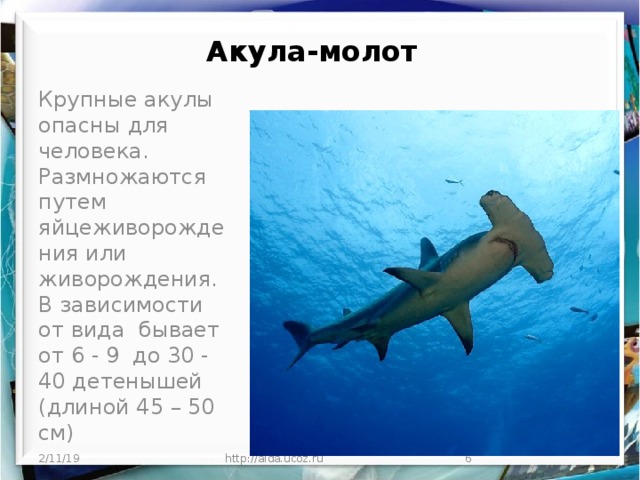 Акула-молот   Крупные акулы опасны для человека. Размножаются путем яйцеживорождения или живорождения. В зависимости от вида бывает от 6 - 9 до 30 - 40 детенышей (длиной 45 – 50 см) 2/11/19 http://aida.ucoz.ru  