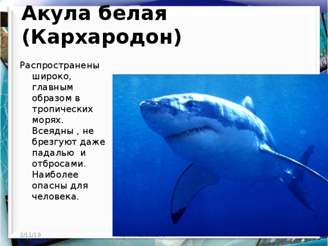 Акула белая (Кархародон)   Распространены широко, главным образом в тропических морях. Всеядны , не брезгуют даже падалью и отбросами. Наиболее опасны для человека. 2/11/19  http://aida.ucoz.ru 