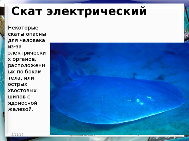 Скат электрический   Некоторые скаты опасны для человека из-за электрических органов, расположенных по бокам тела, или острых хвостовых шипов с ядоносной железой. 2/11/19 http://aida.ucoz.ru  