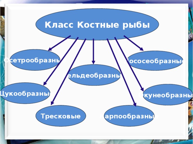 Класс Костные рыбы Осетрообразные Лососеобразные Сельдеобразные Щукообразные Окунеобразные Карпообразные Тресковые 