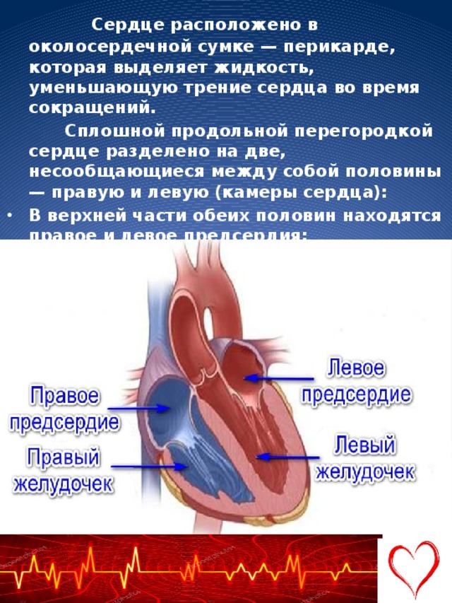 В сердце выделяют. Сердце разделено на две половины. Продольная перегородка сердца.