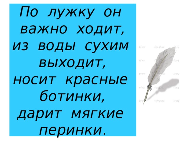 По лужку он важно ходит,  из воды сухим выходит,  носит красные ботинки,  дарит мягкие перинки . 