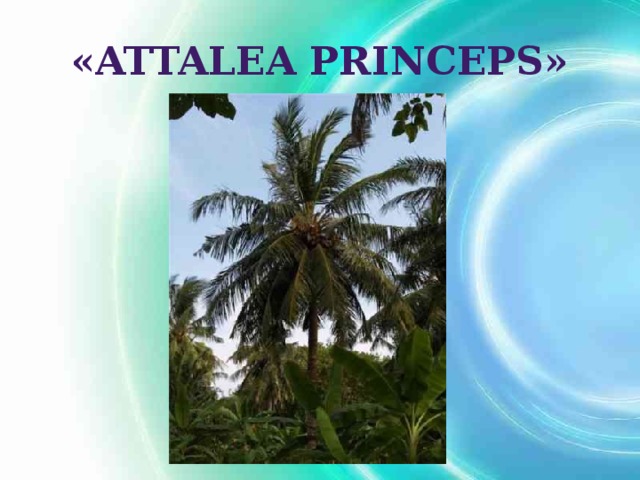 «Attalea princeps»