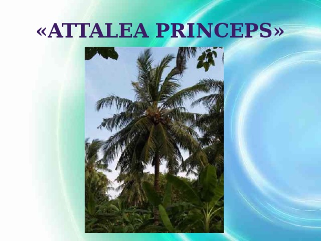 Attalea princeps план рассказа