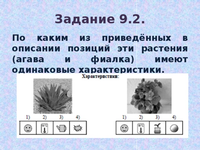 Задание 9.2. По каким из приведённых в описании позиций эти растения (агава и фиалка) имеют одинаковые характеристики. 