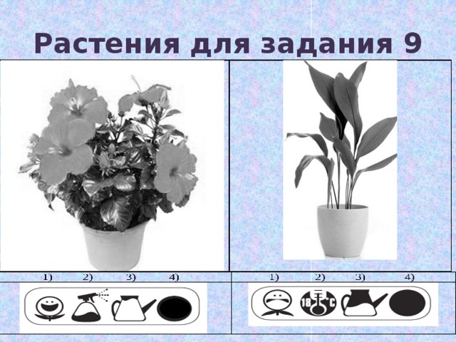 Растения для задания 9 