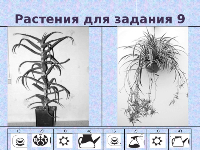 Растения для задания 9 