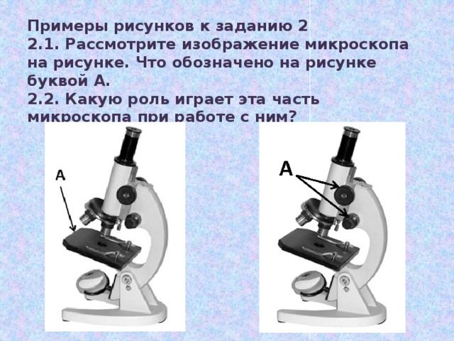 Примеры рисунков к заданию 2  2.1. Рассмотрите изображение микроскопа на рисунке. Что обозначено на рисунке буквой А.  2.2. Какую роль играет эта часть микроскопа при работе с ним? 