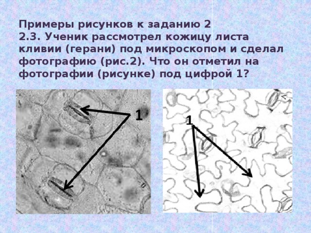 Примеры рисунков к заданию 2  2.3. Ученик рассмотрел кожицу листа кливии (герани) под микроскопом и сделал фотографию (рис.2). Что он отметил на фотографии (рисунке) под цифрой 1? 