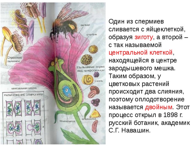 Один из спермиев сливается с яйцеклеткой, образуя зиготу , а второй – с так называемой центральной клеткой , находящейся в центре зародышевого мешка. Таким образом, у цветковых растений происходит два слияния, поэтому оплодотворение называется двойным . Этот процесс открыл в 1898 г. русский ботаник, академик С.Г. Навашин. 