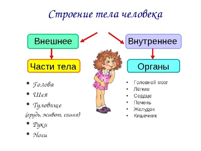 Внешнее строение человека 4 класс окружающий мир схема