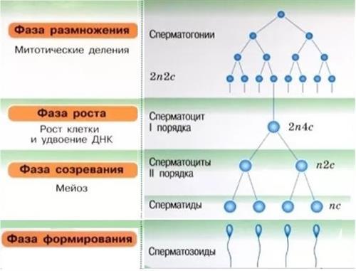 B 2 c n. Фазы размножения сперматогонии. Стадия размножения роста созревания формирования. Фаза созревания сперматогенеза. Сперматогенез фаза размножения.