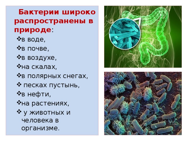  Бактерии широко распространены в природе : в воде, в почве, в воздухе, на скалах, в полярных снегах,  песках пустынь, в нефти, на растениях,  у животных и человека в организме. в воде, в почве, в воздухе, на скалах, в полярных снегах,  песках пустынь, в нефти, на растениях,  у животных и человека в организме. 