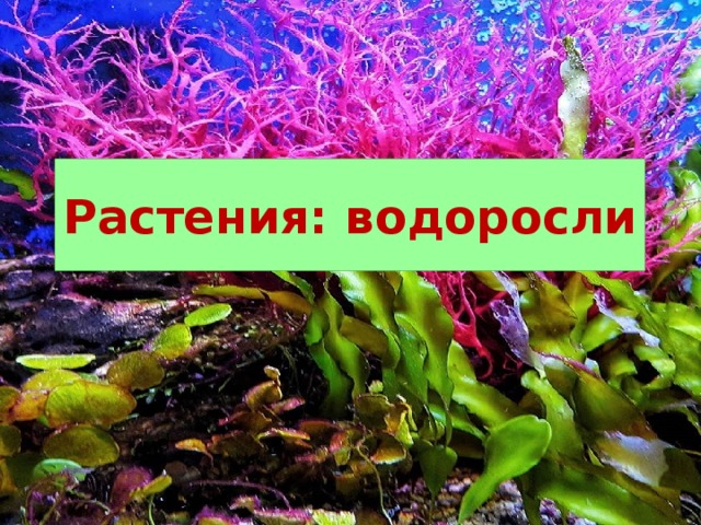 Водоросли 6 класс. Многоклеточные водоросли фото. Водоросли с цветами. Тема водоросли 5 класс биология. Спасибо за внимание тема водоросли.