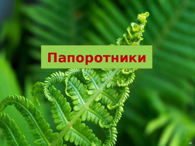 Папоротники 