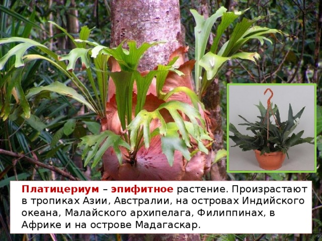  Платицериум – эпифитное растение. Произрастают в тропиках Азии, Австралии, на островах Индийского океана, Малайского архипелага, Филиппинах, в Африке и на острове Мадагаскар.  