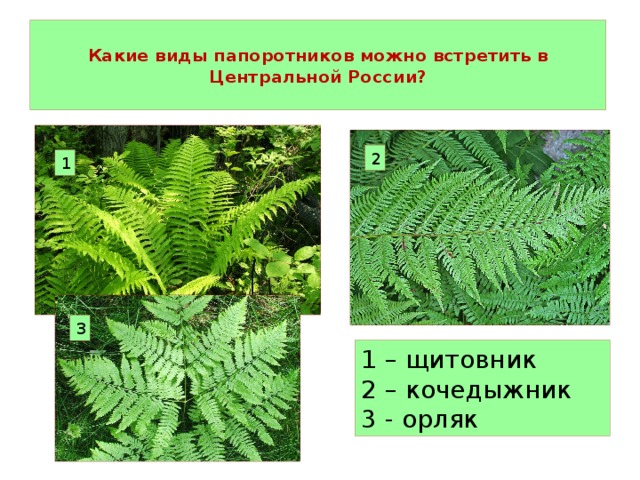  Какие виды папоротников можно встретить в Центральной России?   2 1 3 1 – щитовник 2 – кочедыжник 3 - орляк 