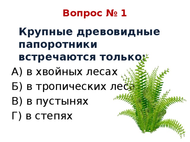 Вопрос № 1  Крупные древовидные папоротники встречаются только: А) в хвойных лесах Б) в тропических лесах В) в пустынях Г) в степях 