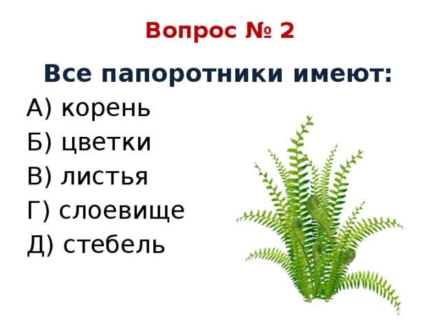 Вопрос № 2  Все папоротники имеют: А) корень Б) цветки В) листья Г) слоевище Д) стебель 