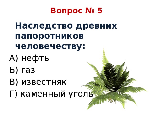 Вопрос № 5  Наследство древних папоротников человечеству: А) нефть Б) газ В) известняк Г) каменный уголь 