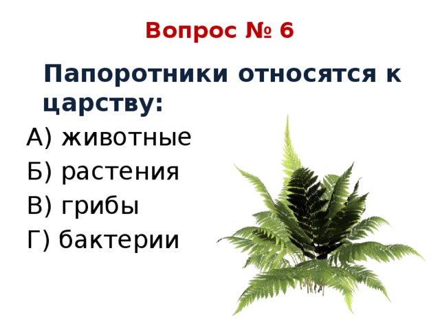 Вопрос № 6  Папоротники относятся к царству: А) животные Б) растения В) грибы Г) бактерии 