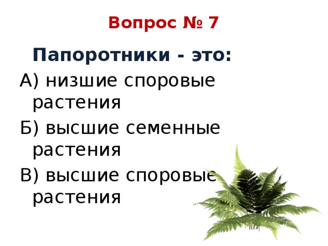 Вопрос № 7  Папоротники - это: А) низшие споровые растения Б) высшие семенные растения В) высшие споровые растения 
