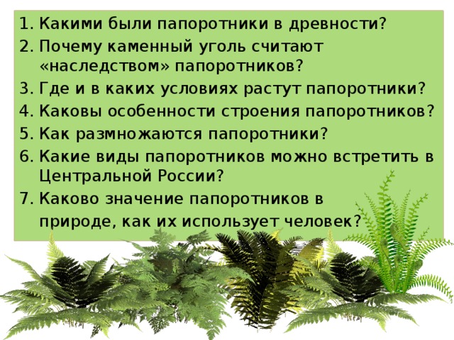 Какими были папоротники в древности? Почему каменный уголь считают «наследством» папоротников? Где и в каких условиях растут папоротники? Каковы особенности строения папоротников? Как размножаются папоротники? Какие виды папоротников можно встретить в Центральной России? Каково значение папоротников в  природе, как их использует человек? 