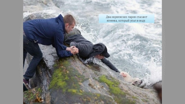 Два норвежских парня спасают ягненка, который упал в воду.  