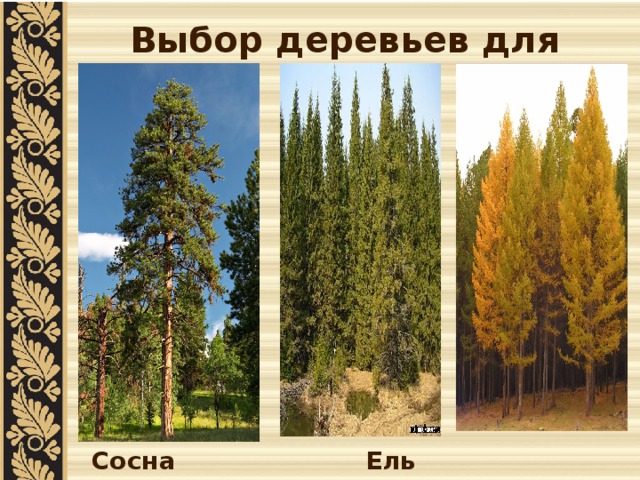 Выбор деревьев для сруба  Сосна Ель Лиственница 