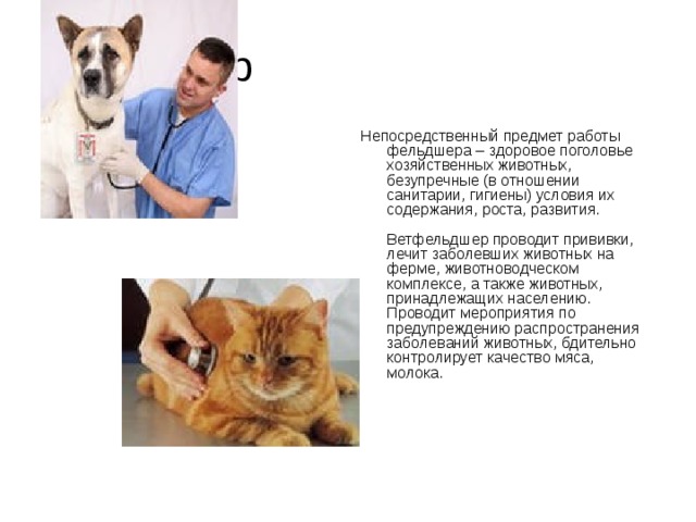Ветеринар Непосредственный предмет работы фельдшера – здоровое поголовье хозяйственных животных, безупречные (в отношении санитарии, гигиены) условия их содержания, роста, развития.   Ветфельдшер проводит прививки, лечит заболевших животных на ферме, животноводческом комплексе, а также животных, принадлежащих населению. Проводит мероприятия по предупреждению распространения заболеваний животных, бдительно контролирует качество мяса, молока.   