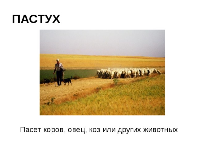 ПАСТУХ Пасет коров, овец, коз или других животных 