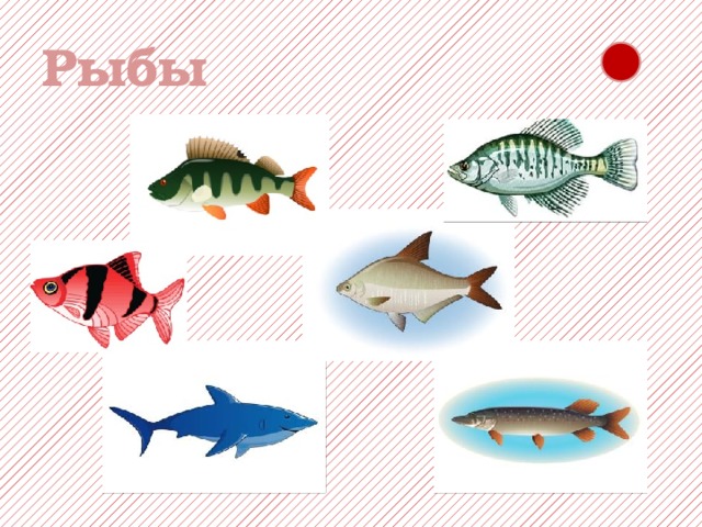 Рыбы 