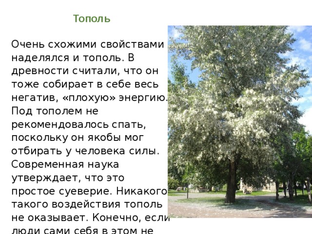 Тополя тополя песня дети. Тополя текст. Тополя тополя текст. Песни про тополя. Тополя тополя в город мой текст.