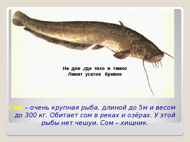 На дне ,где тихо и темно Лежит усатое бревно Сом – очень крупная рыба, длиной до 5м и весом до 300 кг. Обитает сом в реках и озёрах. У этой рыбы нет чешуи. Сом – хищник. 