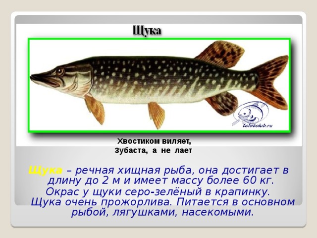 Какой тип развития характерен для щуки обыкновенной изображенной на рисунке 1 обоснуйте свой ответ