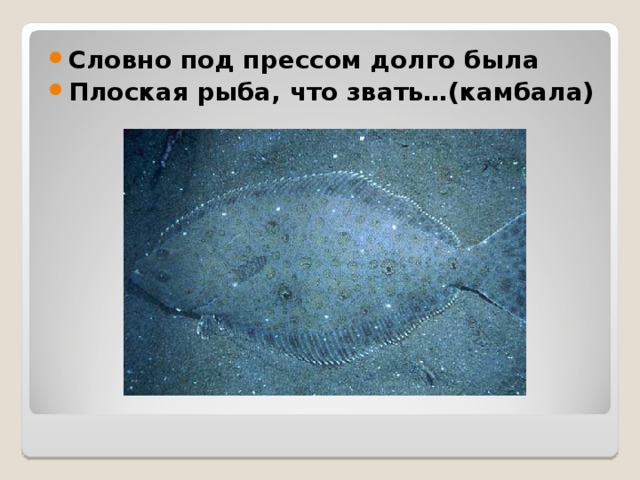 Словно под прессом долго была Плоская рыба, что звать…(камбала) 