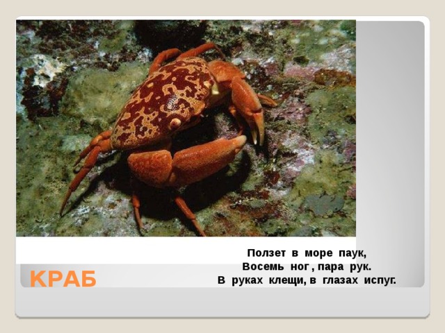 Ползет в море паук, Восемь ног , пара рук. В руках клещи, в глазах испуг. 
