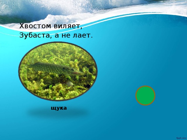 Хвостом виляет, Зубаста, а не лает.  щука 
