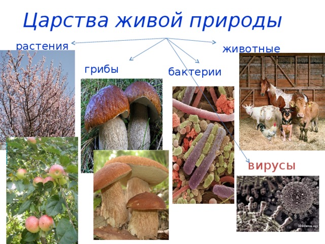 Царства живой природы растения животные грибы бактерии вирусы 